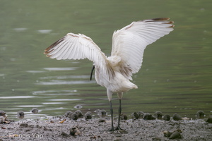 Black-headed Ibis-221101-158MSDCF-FYP01443-W.jpg