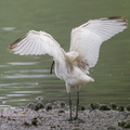 Black-headed_Ibis-221101-158MSDCF-FYP01443-W.jpg