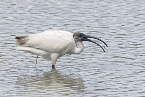 Black-headed Ibis-221102-158MSDCF-FYP02974-W.jpg