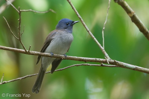 Black-naped Monarch-190908-119ND500-FYP_8935-W.jpg