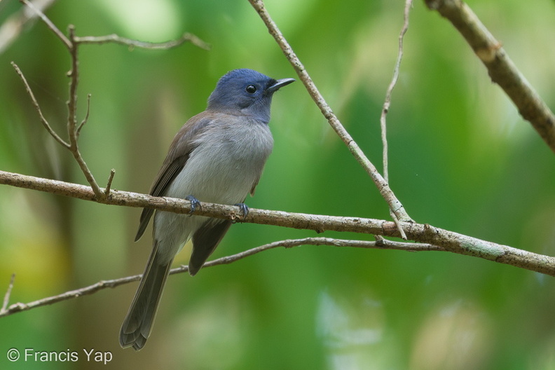 Black-naped_Monarch-190908-119ND500-FYP_8935-W.jpg