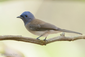 Black-naped Monarch-190908-119ND500-FYP_9021-W.jpg