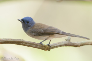 Black-naped Monarch-190908-119ND500-FYP_9050-W.jpg