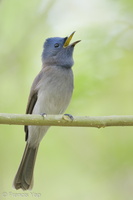 Black-naped Monarch-190908-119ND500-FYP_9260-W.jpg