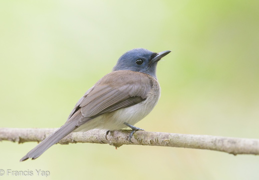 Black-naped Monarch