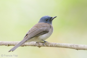 Black-naped Monarch-190915-120ND500-FYP_3005-W.jpg