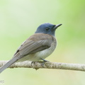 Black-naped_Monarch-190915-120ND500-FYP_3005-W.jpg