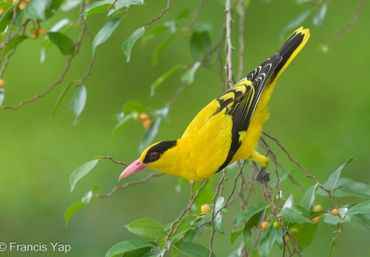 Black-naped Oriole