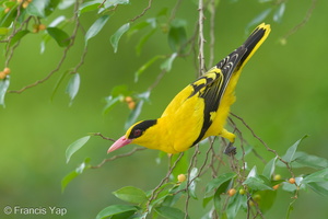 Black-naped Oriole-181127-114ND500-FYP_1570-W.jpg