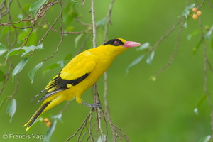 Black-naped Oriole-181127-114ND500-FYP_1590-W.jpg