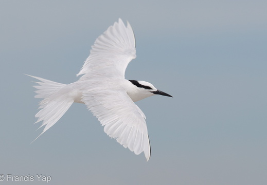 Black-naped Tern