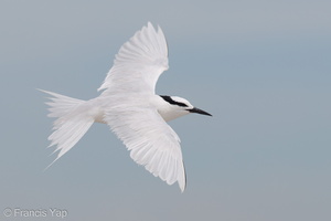 Black-naped Tern-160522-100EOS1D-F1X27556-W.jpg