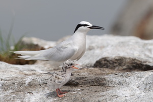 Black-naped Tern-160522-100EOS1D-F1X27590-W.jpg