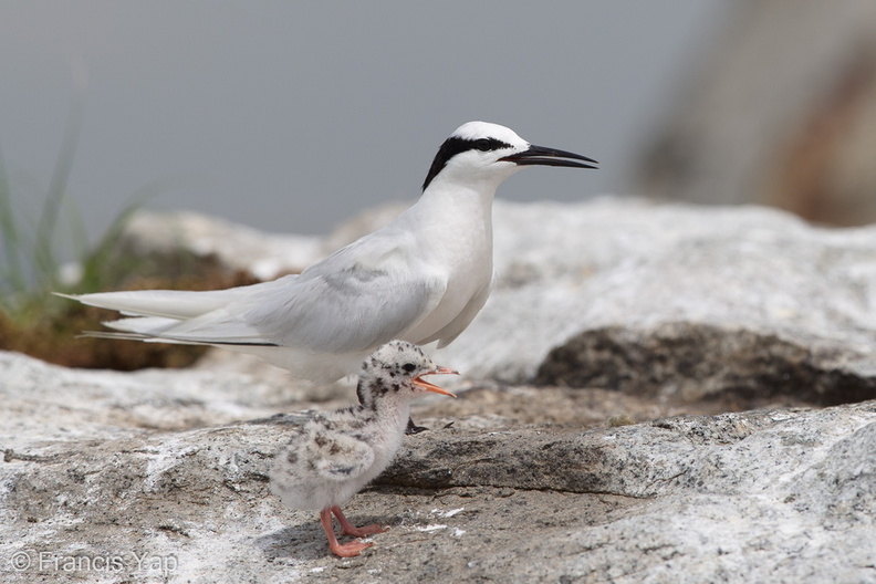 Black-naped_Tern-160522-100EOS1D-F1X27590-W.jpg