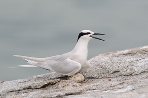 Black-naped Tern-160522-100EOS1D-F1X28416-W.jpg