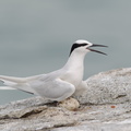 Black-naped_Tern-160522-100EOS1D-F1X28416-W.jpg