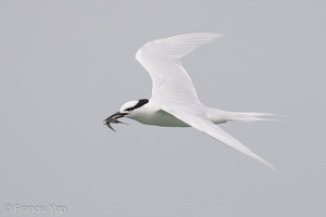 Black-naped Tern-160522-100EOS1D-F1X28925-W.jpg