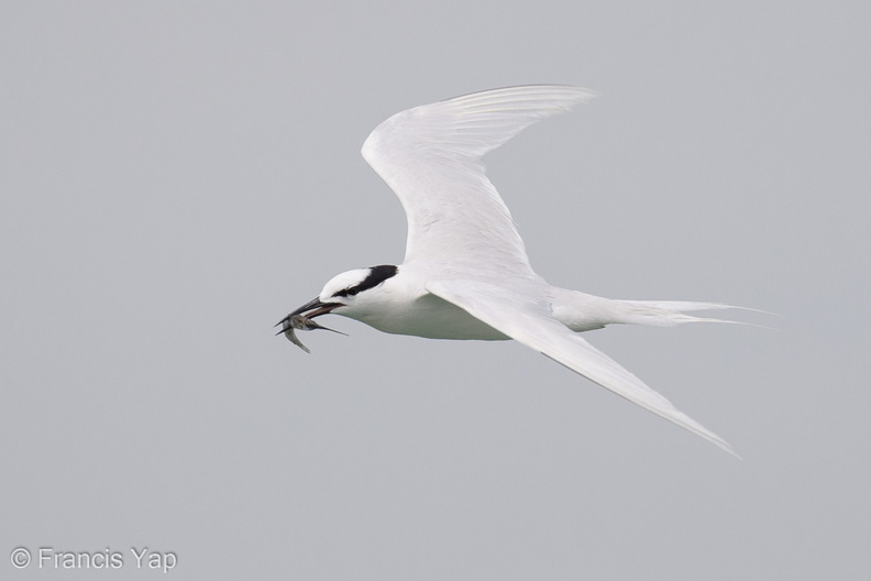 Black-naped_Tern-160522-100EOS1D-F1X28925-W.jpg