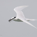 Black-naped_Tern-160522-100EOS1D-F1X28925-W.jpg