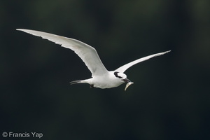 Black-naped Tern-160522-100EOS1D-F1X29050-W.jpg