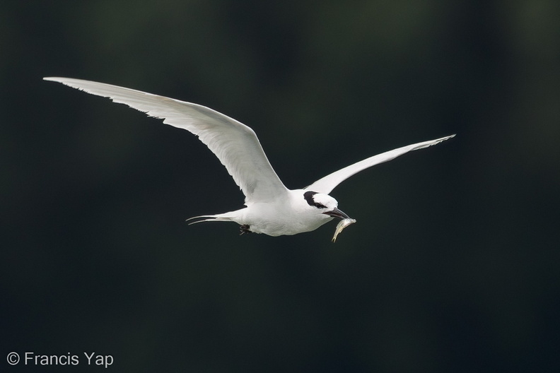 Black-naped_Tern-160522-100EOS1D-F1X29050-W.jpg