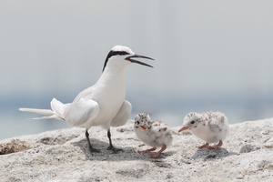 Black-naped Tern-160522-101EOS1D-F1X20813-W.jpg