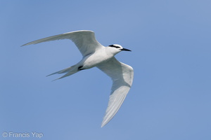 Black-naped Tern-210502-109MSDCF-FRY04366-W.jpg