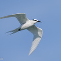 Black-naped_Tern-210502-109MSDCF-FRY04366-W.jpg