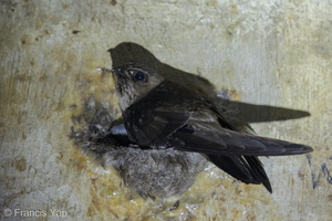 Black-nest Swiftlet-140422-115EOS1D-FY1X6806-W.jpg