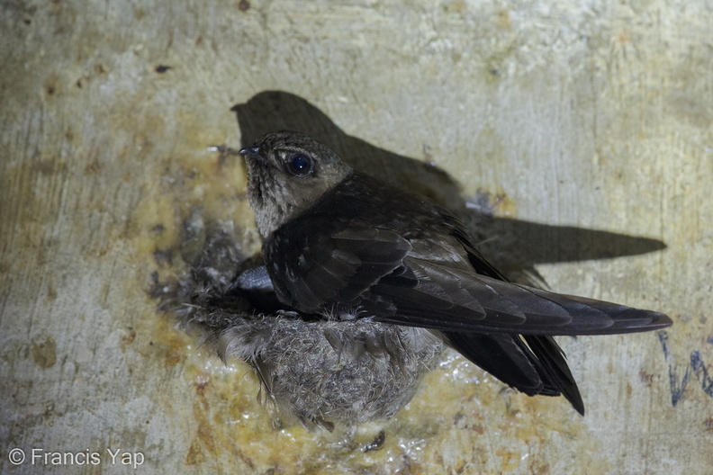 Black-nest_Swiftlet-140422-115EOS1D-FY1X6806-W.jpg