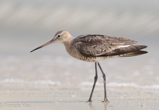 Black-tailed Godwit