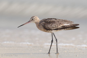 Black-tailed Godwit-160813-103EOS1D-F1X23373-W.jpg