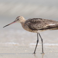 Black-tailed_Godwit-160813-103EOS1D-F1X23373-W.jpg