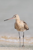 Black-tailed Godwit-160813-103EOS1D-F1X23447-W.jpg