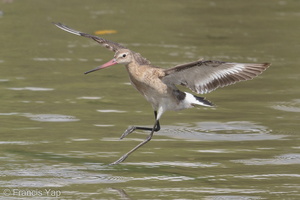 Black-tailed Godwit-170903-102ND500-FYP_2023-W.jpg