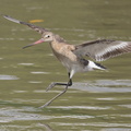 Black-tailed_Godwit-170903-102ND500-FYP_2023-W.jpg