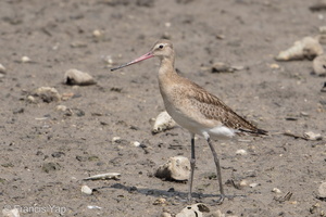 Black-tailed Godwit-170903-102ND500-FYP_2062-W.jpg