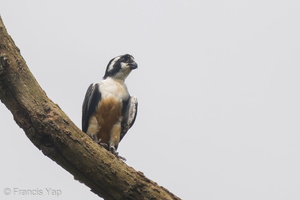 Black-thighed Falconet-210709-116MSDCF-FRY03320-W.jpg