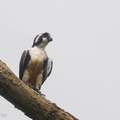 Black-thighed_Falconet-210709-116MSDCF-FRY03320-W.jpg