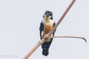 Black-thighed Falconet-230729-207MSDCF-FYP07379-W.jpg