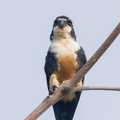 Black-thighed_Falconet-230729-207MSDCF-FYP07467-W.jpg