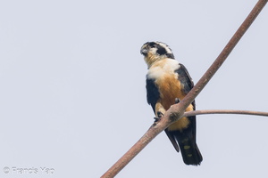 Black-thighed Falconet-230729-207MSDCF-FYP07642-W.jpg