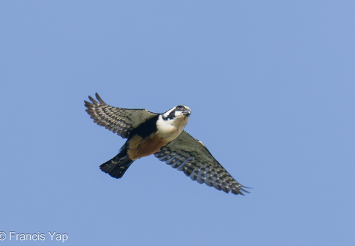 Black-thighed Falconet