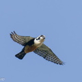 Black-thighed_Falconet-240221-215MSDCF-FYP09644-W.jpg