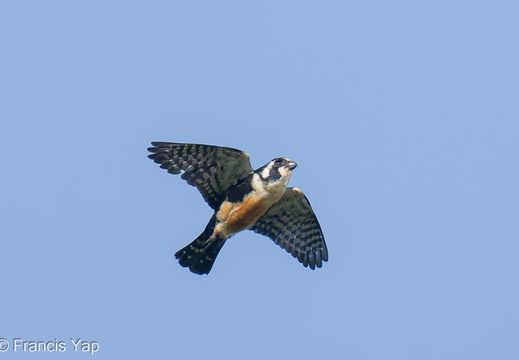Black-thighed Falconet - display this album Black-thighed Falconet