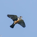 Black-thighed_Falconet-250512-106FRYAP-FYA08857-W.jpg