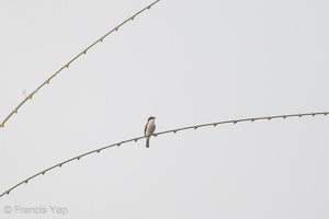 Black-winged Flycatcher-shrike-130823-109EOS1D-FY1X8753-W.jpg