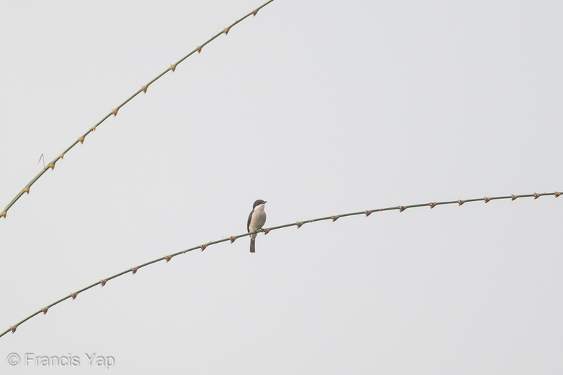 Black-winged_Flycatcher-shrike-130823-109EOS1D-FY1X8753-W.jpg