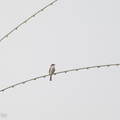 Black-winged_Flycatcher-shrike-130823-109EOS1D-FY1X8753-W.jpg