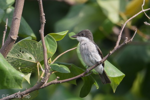 Black-winged Flycatcher-shrike-190714-118ND500-FYP_6105-W.jpg